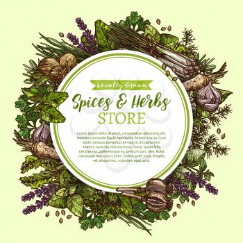 Herbs and spices store sketch poster. Vector natural organic spice of chili pepper and oregano or green basil, dill or parsley seasoning and thyme or cumin flavoring, sage or bay and lavender or vanilla