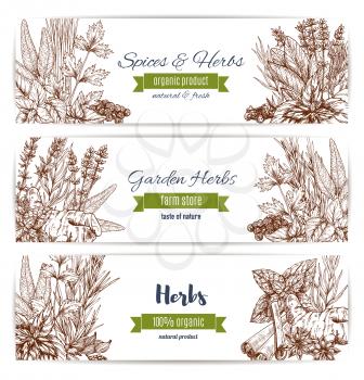 Herbs and spices organic plant sketch banner set. Basil, pepper, mint, rosemary, cinnamon, parsley, anise, clove, thyme, ginger, bay, cardamom, oregano and dill. Garden herbs farm store label design