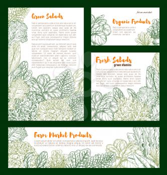 Salads and lettuce vegetables posters and banners templates. Vector sketch sorrel, spinach or pak choi and chicory or radiccio lettuce, arugula and garden oakleaf batavia salad for farm harvest market