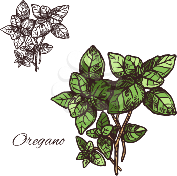 Oregano seasoning spice herb sketch icon. Vector isolated leaf of oregano for culinary cuisine cooking or flavoring herbal seasoning ingredient or grocery store and market design