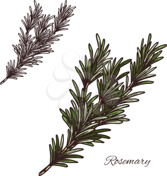 rosemary seasoning spice herb sketch icon. Vector isolated rosemary herb plant for culinary cuisine cooking or flavoring herbal seasoning ingredient or grocery store and market design