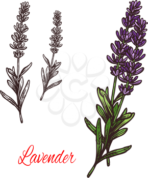 Lavender seasoning spice herb sketch icon. Vector isolated lavender herb plant for culinary cuisine cooking or flavoring herbal seasoning ingredient or grocery store and market design