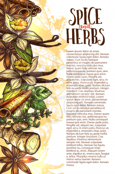 Herbs and spice sketch poster design for farm herbal store or spices market. Vector ginger root, vanilla pos or anise star flavoring and cinnamon seasoning condiment for cooking recipe or culinary