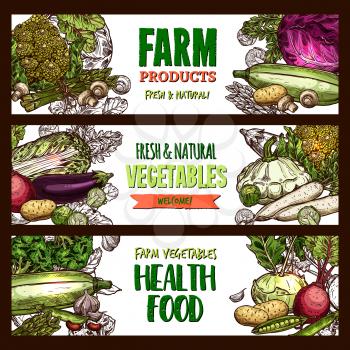 Vegetables and farm veggie products or healthy vegetarian food market sketch banners. Vector cabbage, zucchini squash or beet and radish, avocado or organic carrot and tomato, pumpkin or cauliflower