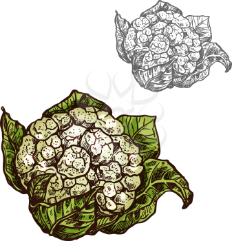 Cauliflower cabbage sketch icon. Vector isolated symbol of fresh farm grown vegetarian brassica cole or kale head vegetable fruit for veggie salad or grocery store and market design