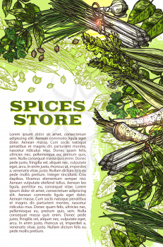 Spices store sketch poster design template of herb seasonings. Vector organic celery or dill and basil, horseradish of chili pepper and oregano or parsley cooking seasonings or sage and bay leaf