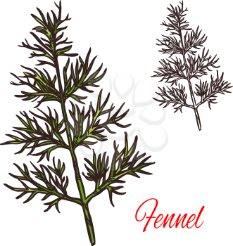 Fennel seasoning spice herb sketch icon. Vector isolated fennel herb plant for culinary cuisine cooking or flavoring herbal seasoning ingredient or grocery store and market design