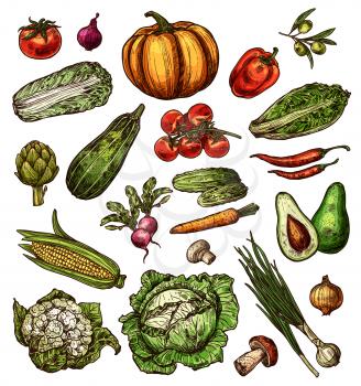 Vegetables and natural veggies sketch isolated icons. Vector pumpkin, avocado and pepper, salad lettuce and cauliflower or mushroom, green onion leek and corn or artichoke