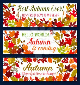 Autumn season banner with fallen leaf frame. Yellow, orange and red foliage of september plant and tree border, adorned by acorn and rowan berry for fall season welcoming poster design