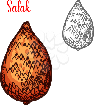 Salak fruit of indonesian tropical palm isolated sketch. Exotic snake fruit with brown scaly peel for asian fruit dessert and healthy vegetarian food themes design