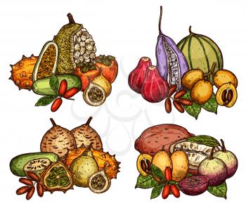 Exotic and tropical fruit bunch sketch. Date and miracle fruit, cantaloupe, kiwano and persimmon, grenadilla, marang and akebia, mamme and star apple, gandaria, loquat and cupuassu, chambakka and bael