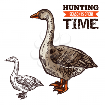 Goose wild bird sketch for hunting sport open season. Geese waterfowl bird with gray and brown feather, long neck and red feet isolated icon for hunter club symbol design