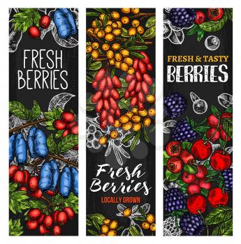 Wild berry and fresh farm fruit blackboard banner. Cherry, blueberry and blackberry, forest cranberry, buckthorn and honeysuckle, ripe rowanberry, barberry and juniper fruit branch chalk sketch flyer