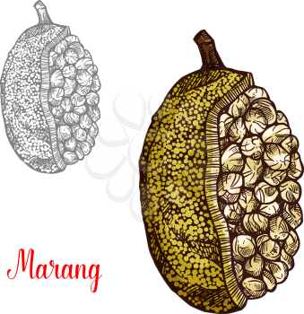 Marang or terap fruit sketch of Malaysian exotic tree. Johey oak tropical fruit of Borneo island with green spiny peel and white flesh isolated icon for natural juice or exotic dessert design