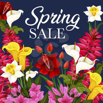 Spring sale discount offer poster with flower frame. Daffodil, calla lily and tulip, azalea, delphinium and freesia blossom floral banner with springtime season bouquet of blooming garden plant