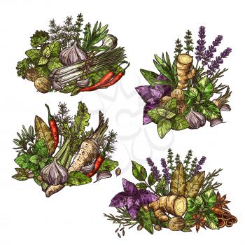 Herbs and spices in heaps or bunches. Vector seasonings and cooking condiments ginger and mint, cinnamon and basil, dill and cumin, chili pepper and garlic, sage and bay leaf, lavender and leek sketch