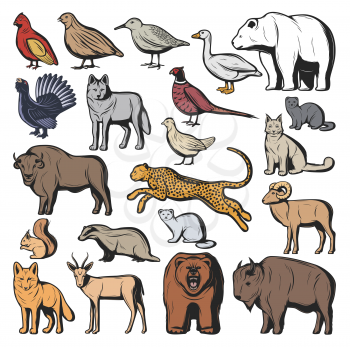 Forest and savannah animal vector characters, hunting sport. Bear and wolf, lynx and jaguar, squirrel and nutria, fox and buffalo, goat and gazelle. Quail and pheasant, duck and blackcock birds