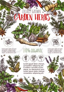 Herb and spice from garden sketch poster with seasonings. Garlic and basil, chili pepper and ginger, cinnamon and poppy, leek and rosemary, anise and dill. Food condiments from market vector