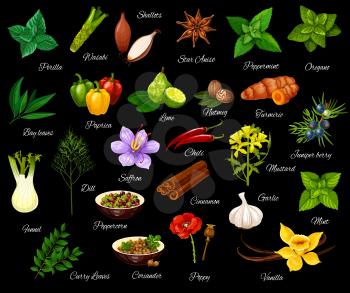 Spice and herbs, seasonings and condiment. Vector perilla and wasabi, shallot and anise, peppermint and oregano, bay and leaf, paprika and lime. Nutmeg and turmeric, fennel and dill, saffron and chili