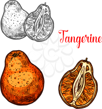 Tangerine fruit of citrus tree sketch. Ripe mandarin orange isolated icon of tropical fruit for natural juice label, organic vitamin food and vegetarian dessert menu design
