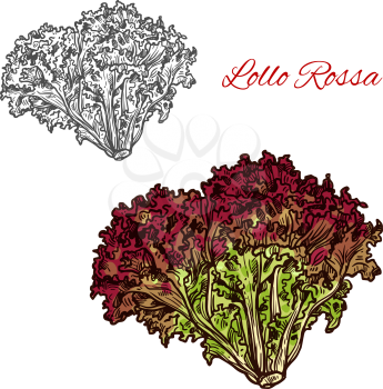 Lollo rossa lettuce leaf vegetable isolated sketch with bunch of salad greens. Italian lettuce with red and green frilly leaves for diet food, vegetarian salad recipe and farm market label design