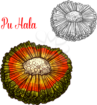 Hala fruit sketch of exotic Hawaiian palm tree. Tropical panadanus fruit with orange and green husk isolated icon for exotic vegetarian dessert, farm market and healthy snack design