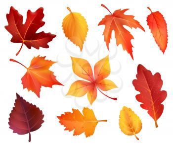Autumn leaves isolated icons of maple, chestnut or poplar and oak. Vector set of forest falling leaves of birch, rowan or beech and elm tree autumn foliage for autumn seasonal holiday design