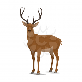 Deer animal icon. Vector isolated zoology flat design of forest wild deer or reindeer buck with antlers for wildlife fauna and nature zoo or open season hunting club or sport team badge