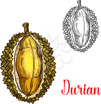 Durian fruit sketch color icon. Vector botanical sketch design of exotic tropical durio plant whole and peeled cut fruit for jam or juice dessert and farmer market