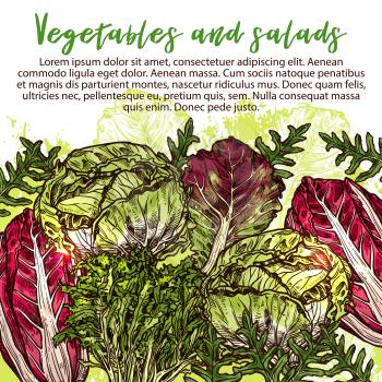 Vegetarian salads and lettuce vegetables sketch poster. Vector design of vegan chicory and oakleaf lettuce or spinach or pak choi cabbage, sorrel and watercress veggie for farm market or grocery store