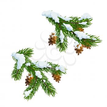 Christmas fir and pine tree branches covered with snow. Merry Christmas and Happy New Year vector Xmas tree decoration with cones and snowflakes