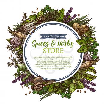 Herbs and spices sketch poster of for farm store or market, Vector design of lavender, rosemary or chili pepper and anise or oregano, cooking herbal seasonings basil or dill and parsley or arugula