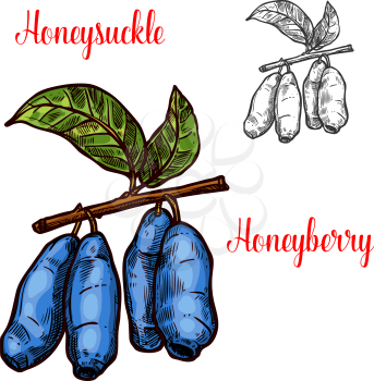 Honeysuckle berry sketch icon. Vector isolated symbol of fresh farm grown honeyberry fruit on branch for juice and jam dessert or grocery store and farm market design