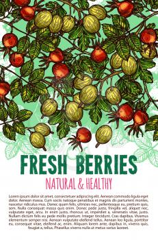 Fresh berries sketch poster design for berry farm market or shop. Vector organic garden gooseberry or dog-rose briar fruits ripe harvest on tree. Natural and healthy fruity food