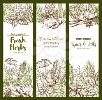 Herbs and spices sketch banners for organic herbal products or farm store or market. Vector oregano cooking herb seasoning, pepper and basil or dill and lavender, rosemary or parsley and cinnamon