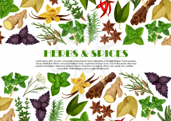 Herbs and spices poster template for farm store or organic herbal products market. Vector flat design oregano of pepper and basil or dill and bay, rosemary cooking herb seasoning or parsley and ginger
