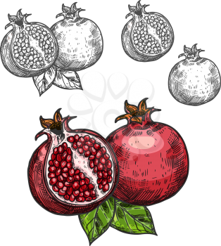 Pomegranate fruit sketch icon. Vector isolated symbol of fresh opened and whole pomegranate with seeds for juice or jam dessert or farm grown fruits grocery store, farmer market or botanical design