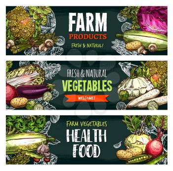 Vegetables and fresh organic veggie products sketch banners for farm food market. Vector vegan or vegetarian corn, carrot or pumpkin and cauliflower or broccoli cabbage, natural avocado and cucumber