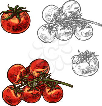 Tomato and cherry tomatoes sketch icon. Vector isolated symbol of fresh farm grown vegetarian tomatoes bunch vegetable for veggie salad or grocery market and botanical design