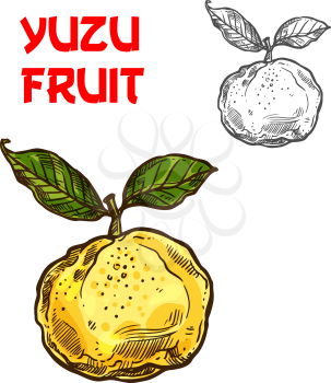 Yuzu citrus fruit sketch icon. Vector isolated symbol of fresh whole Asian or Chinese and Japanese yuzu pomelo or junos yuya grapefruit for fruits dessert or farmer market and botanical design