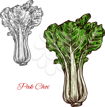 Pak choi salad lettuce color sketch icon. Vector botanical design of fresh farm grown vegetarian bok choy leaf vegetable for veggie salads or grocery market isolated symbol