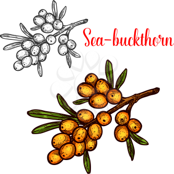 Sea buckthorn berry sketch icon. Vector botanical design of isolated hippophae buckthorn berries or fruits on branch for farmer market or juice and jam dessert design