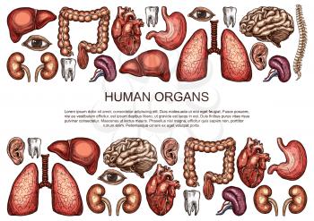 Human body anatomy sketch poster of internal organs of digestive, respiratory and vital system. Vector medical surgery design of heart, brain or lungs and kidney or bladder, eye, tooth or spleen