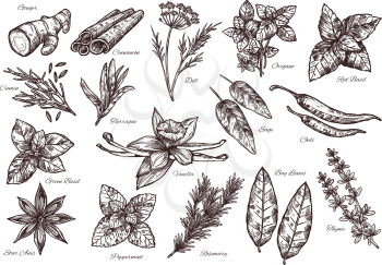 Spice vector isolated sketch icons for food seasoning or herbal spices and herbs. Flavorings of dill, ginger or cinnamon and oregano, basil and cumin, chili pepper and cinnamon or tarragon and vanilla