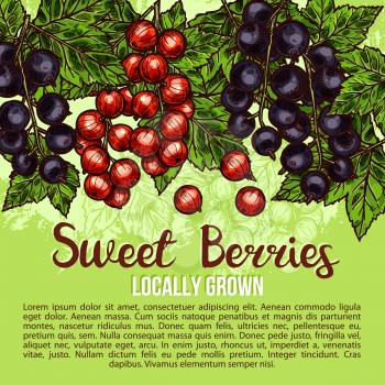 Sweet berries and fresh organic berry fruits sketch poster of farm grown blackcurrant and red currant. Vector design for farmer fruit store or market of juicy redcurrant or black currant harvest