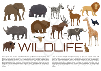 Wild animals and birds poster for wildlife zoo or hunt. Vector African giraffe, hippopotamus or rhinoceros and lion, elk or deer and buffalo, bear with duck and blackcock or rabbit and hog