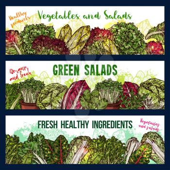 Vegetarian salads and lettuce vegetables sketch banners. Vector design of vegan spinach, pak choi cabbage or sorrel and chicory, green oakleaf lettuce or watercress veggie for farm market