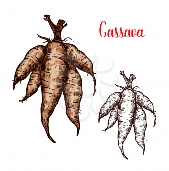 Cassava tuber vector sketch. Botanical design of manioc, yuca or mandioca and Brazilian arrowroot or Manihot esculenta of tropical exotic vegetable for farmer market or agriculture