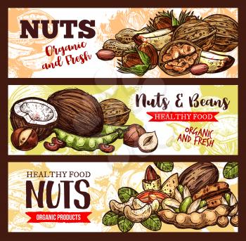 Nuts and beans sketch banners of organic coconut, peanuts, pistachios and walnuts kernels. Vector vegan or vegetarian nuts harvest of sunflower seeds, cashews or almonds and macadamia nut