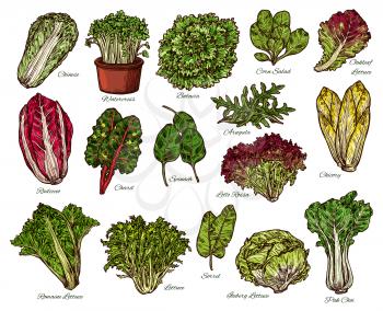 Vegetarian salads and lettuce vegetables sketch. Vector isolated of vegan chicory and oakleaf or iceberg lettuce, spinach or pak choi cabbage and sorrel with watercress veggie and chard